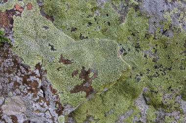 Yellow lichen background on the gray wall stone. A lichen is a composite organism that arises from algae or cyanobacteria living among filaments of multiple fungi species in a mutualistic relationship