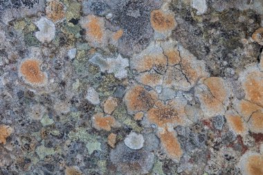 Stone wall grunge style textured close up background stained brown and yellow with an abstract lichen texture surface. Natural texture of a stone covered with yellow and white lichen