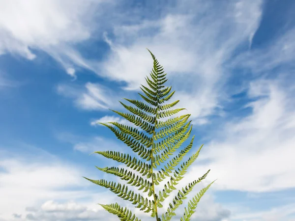 Fern leaf in light green colors on a sky background, greenery branch, twig, stem, forest plant, stationery