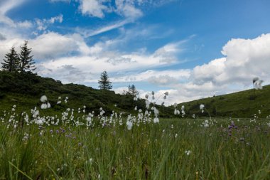 Eriophorum latifolium, commonly known as broad-leaved bog-cotton and broad leaved cotton grass is a species of flowering plant belonging to the family Cyperaceae