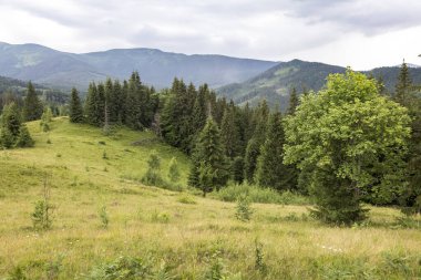 Beautiful mountain landscape among mountain hills and meadow covered green lush grass. Carpathian Mountains, Ukraine