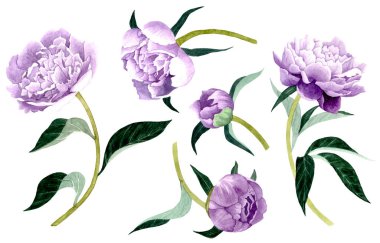  Beyaz arka planda şakayık çiçekleri. Suluboya elementleri. 