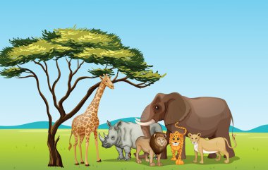Afrika Hayvanlar