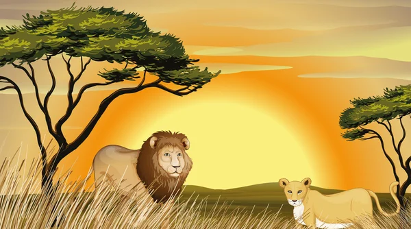 Tigre et lion — Image vectorielle