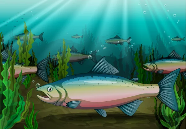 ปลา — ภาพเวกเตอร์สต็อก