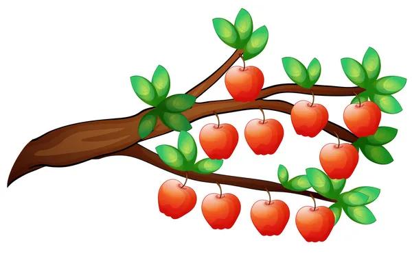 Äpfel — Stockvektor