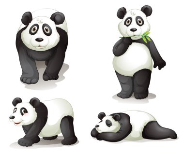bir panda