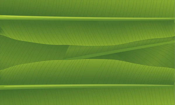 Banana leaf — Stock Vector
