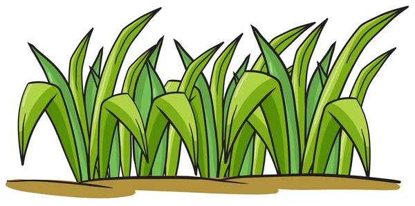 Una hierba — Vector de stock