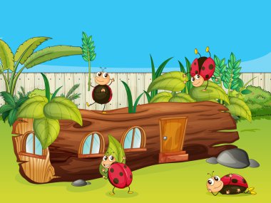 bir ev ve ladybugs