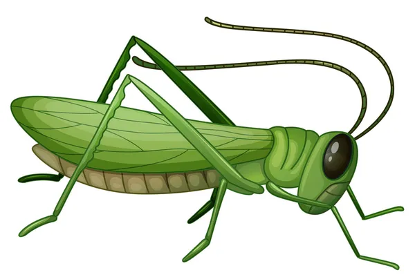 Un saltamontes — Vector de stock