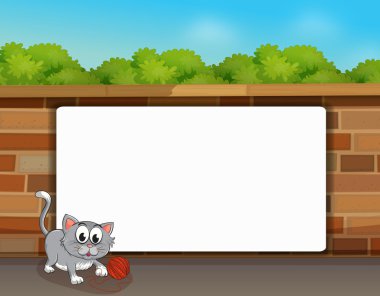 bir kedi ve bir beyaz tahta