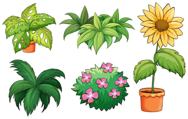 Pots de fleurs et plantes — Image vectorielle