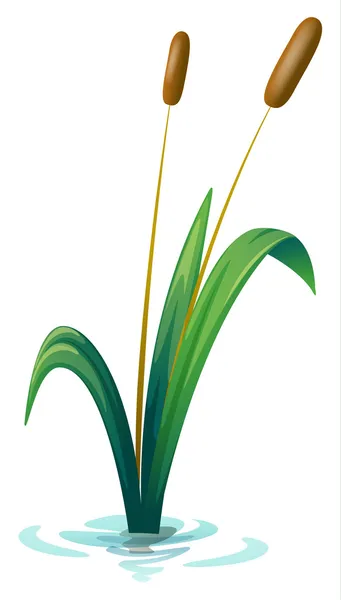 Eine Pflanze — Stockvektor