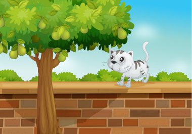 bir duvarda bir kedi