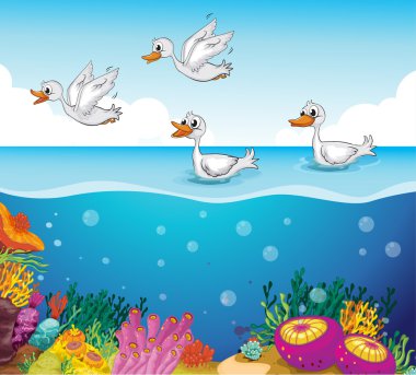 patos buscando comida