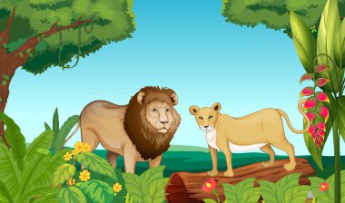 Aslan ve kaplan