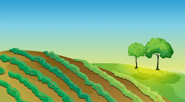 Tanah pertanian dan pohon-pohon - Stok Vektor