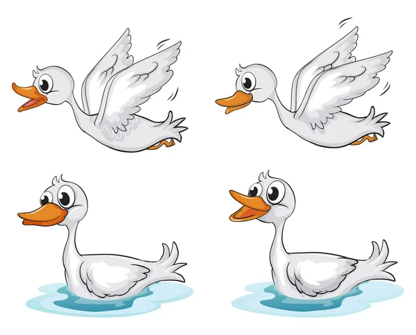 Four ducks — Stock Vector