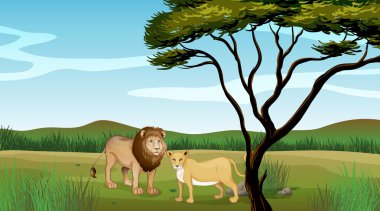 A lion and a tiger clipart
