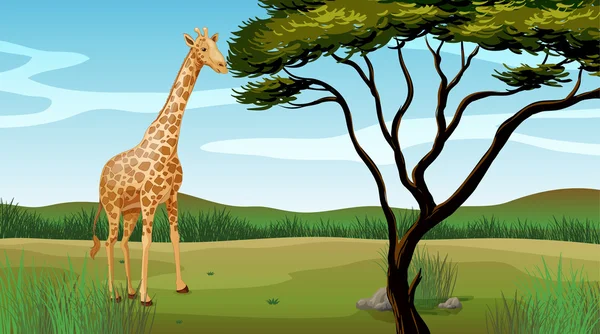 Une girafe — Image vectorielle