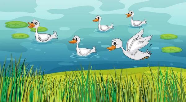 Patos en busca de alimentos — Vector de stock