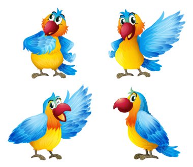 Four colorful parrots clipart