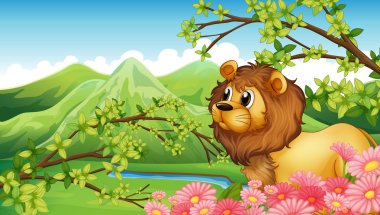 mountain View aslan