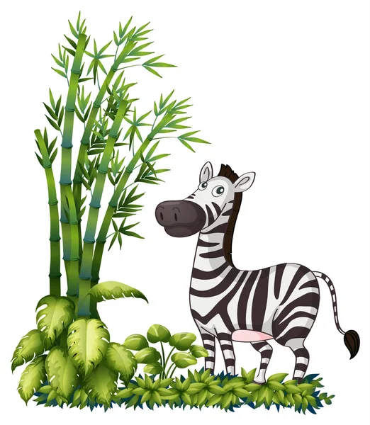 A zebra közelében a bambusz fű — Stock Vector