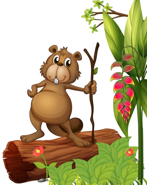 bir gövde üzerinde kunduz