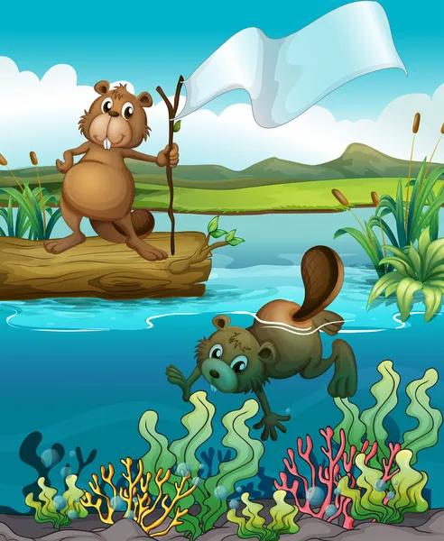 Beavers in the river — Stock Vector