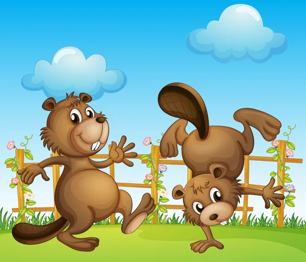 Beavers brincando no jardim — Vetor de Stock