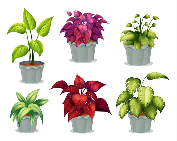 Seis plantas no florecientes — Vector de stock