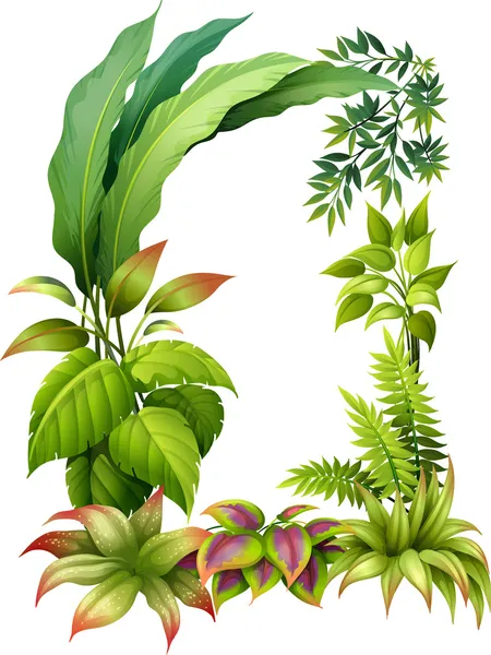 Leafy plants — Stock Vector