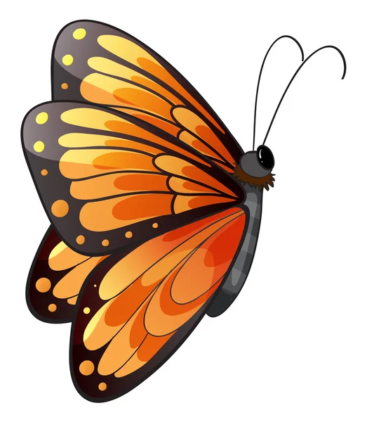 Uma borboleta colorida — Vetor de Stock