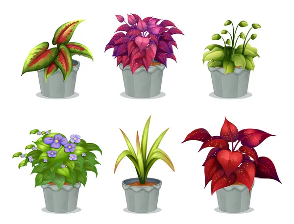 Šest různých rostlin — Stockový vektor