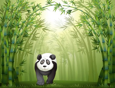 ayı panda ve bambu ormanı