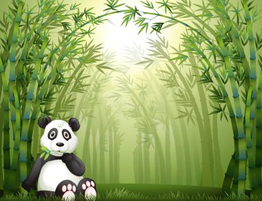 bir ayı panda ve bambu ormanı