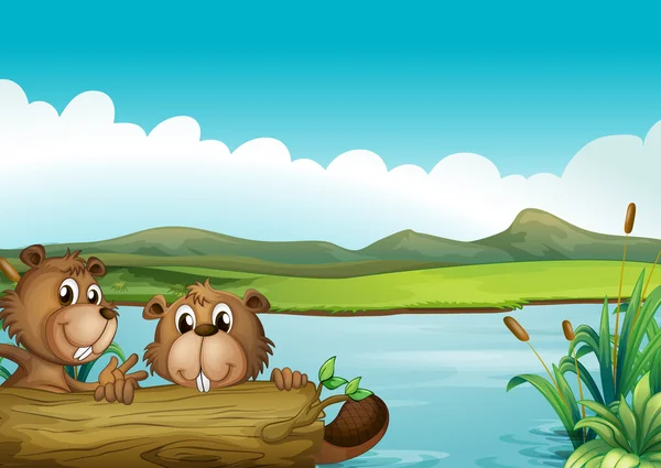 Two beavers — Stock Vector