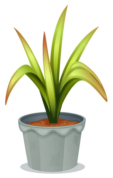 Eine nicht blühende Pflanze — Stockvektor