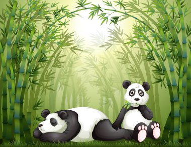 Bambu ormana iki pandalar