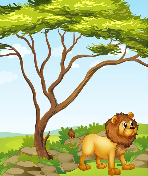 A lion at the right side of a big tree — Stock Vector