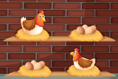 iki tavuk yumurtaları ahşap raflar