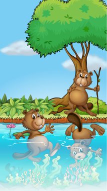 Üç beavers nehirde oynarken