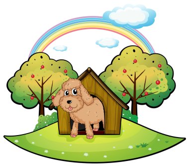 bir köpek bir köpek kulübesi ile