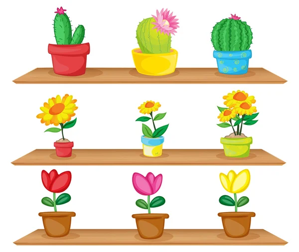 Wooden shelves with ornamental plants — Stock Vector