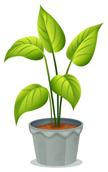 Ein Topf mit grünen Pflanzen — Stockvektor