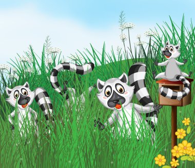 Halka kuyruklu lemur.