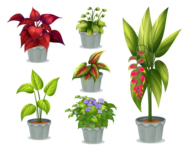 Seis plantas ornamentales — Vector de stock