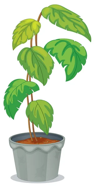 Eine grüne hohe Pflanze im Topf — Stockvektor
